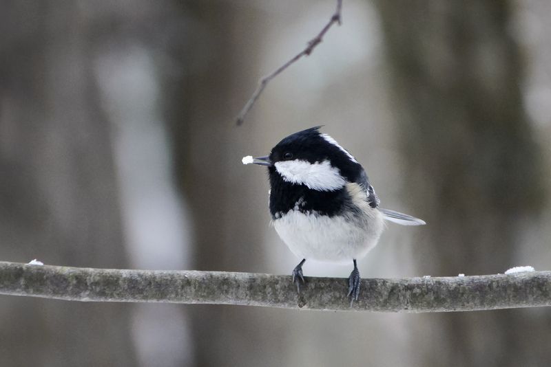 Московка фото превью