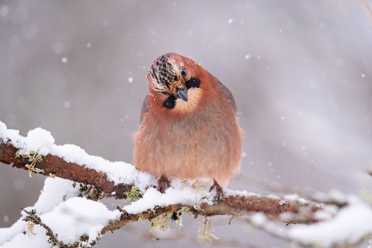 сойка, зима, снегопад, перья, клюв, Степанова Татьяна