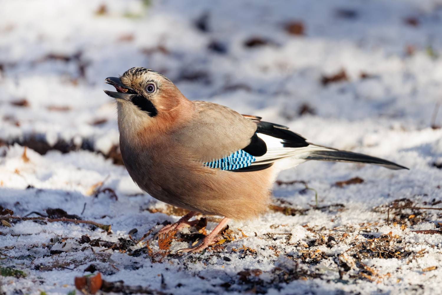 , ssmirs Сергей