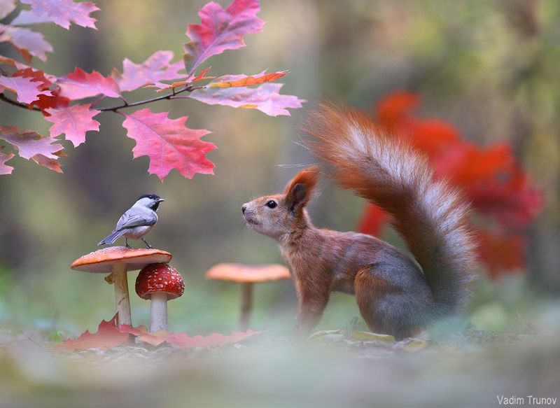 белка, гриб, птица, осень Жёлудь здесь не завалялся? фото превью