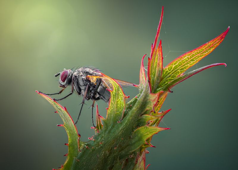 fly, insect, leaf, tiger fly, macro, bug, nature wild, robber fly, robber, Perched фото превью