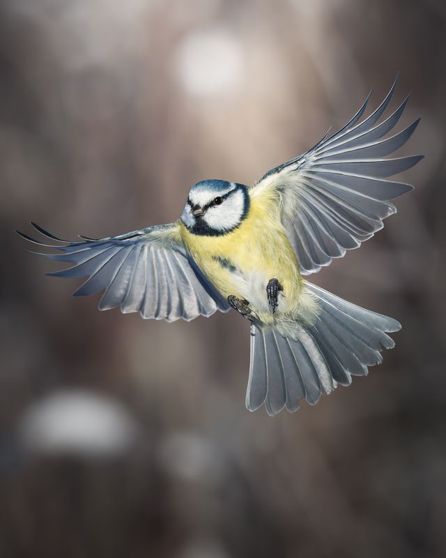 Обыкновенная лазоревка (Cyanistes caeruleus)  фото превью