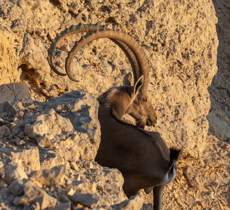 На страже Эйлатских гор фото превью