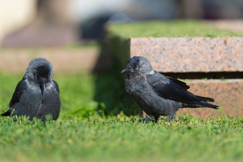 галка, галки, птица, птицы, лето, природа, фотоохота, воронеж Голубоглазые фото превью