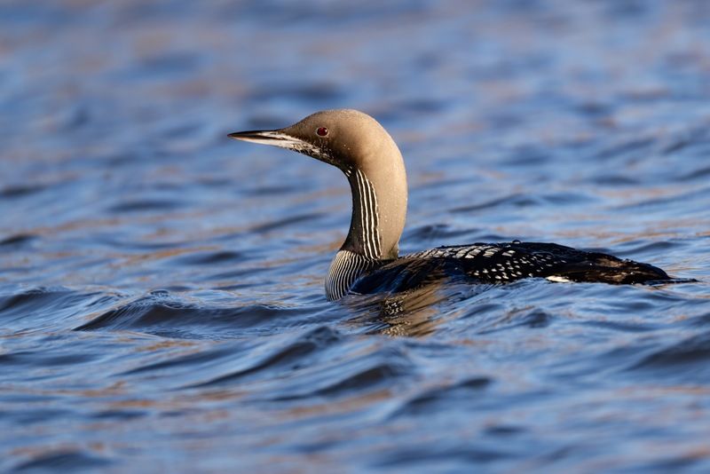 чернозобая гагара, гагара, птицы Чернозобая гагара фото превью
