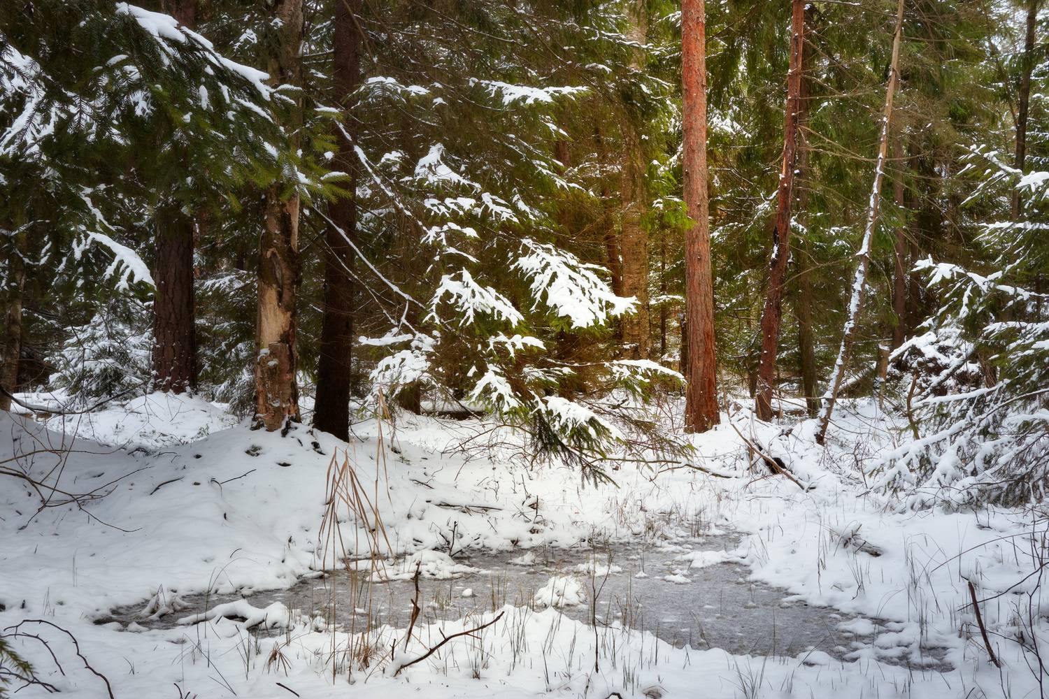 лес, деревья, листва, снег, зима, Валерий Вождаев