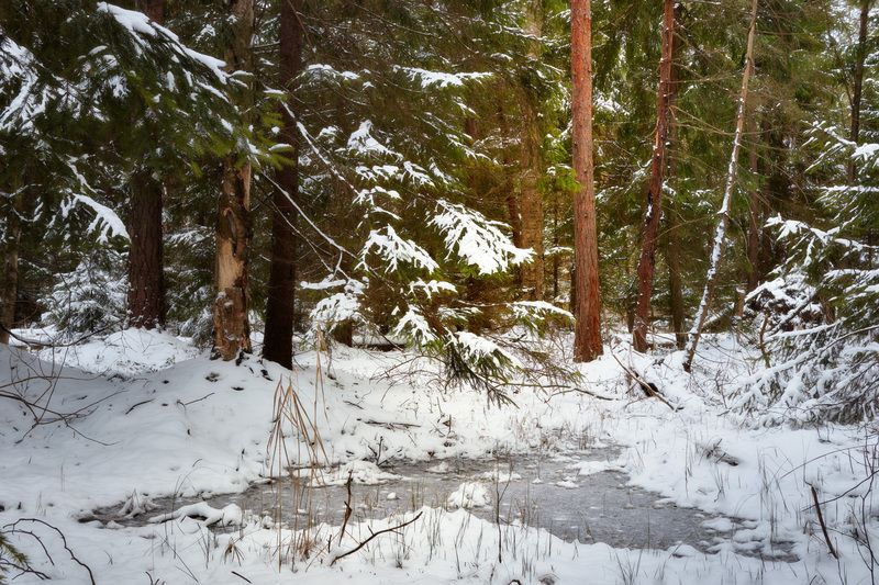 В зимнем лесу фото превью