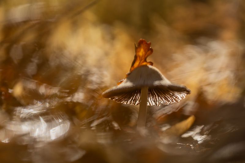 Дело в шляпе фото превью