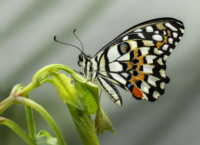 Лимонный парусник фото превью