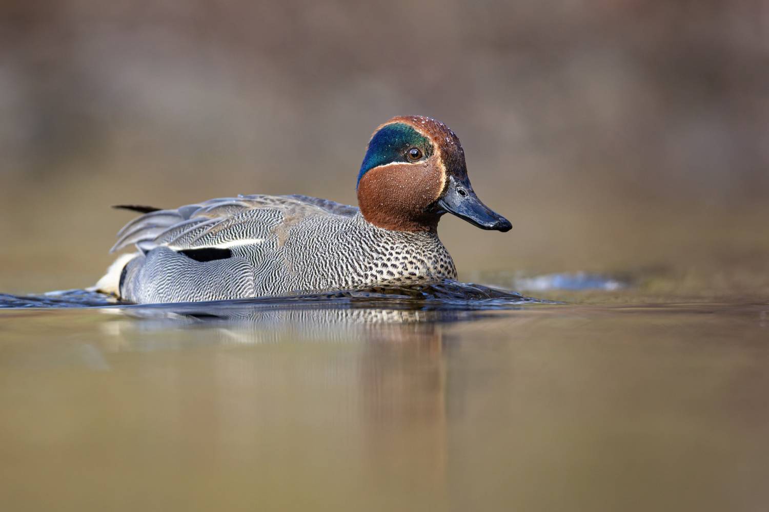 чирок-свистунок, чирок свистунок, чирок, свистунок, птицы, утка, Ruslan Pl