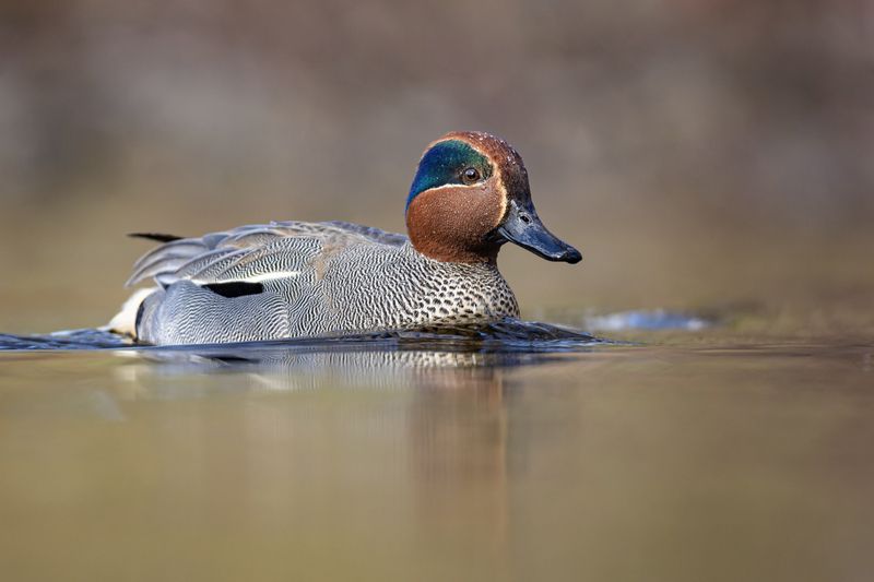 чирок-свистунок, чирок свистунок, чирок, свистунок, птицы, утка Свистунок фото превью