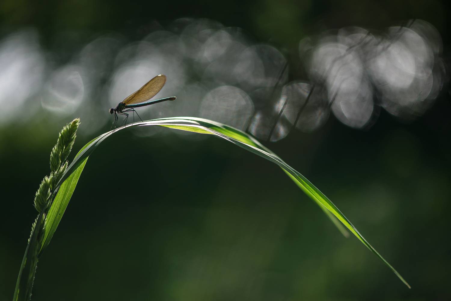 Стрекоза, красотка блестящая, боке, Соварцева Ксения