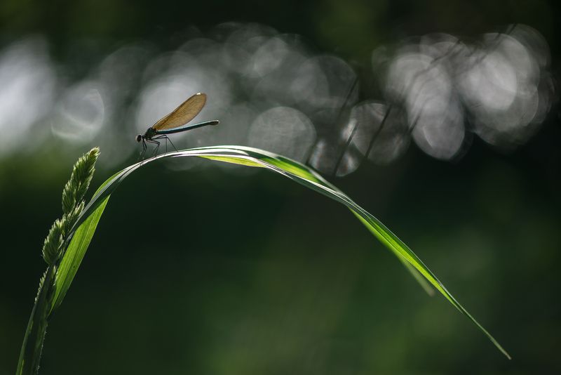 Стрекоза, красотка блестящая, боке Среди летней зелени фото превью