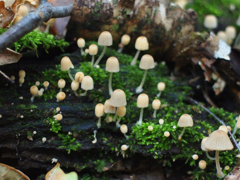 Навозник рассеянный грибы Грибная тема (Навозник рассеянный) фото превью