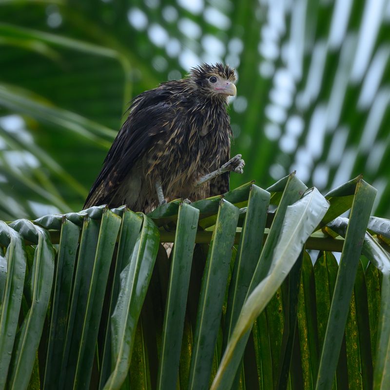 Yellow-headed caracara (immature) фото превью