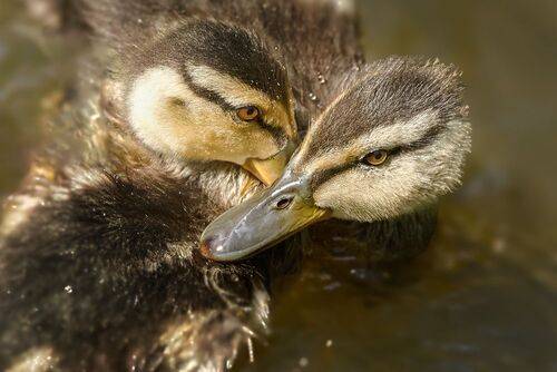 Утячьи нежности 