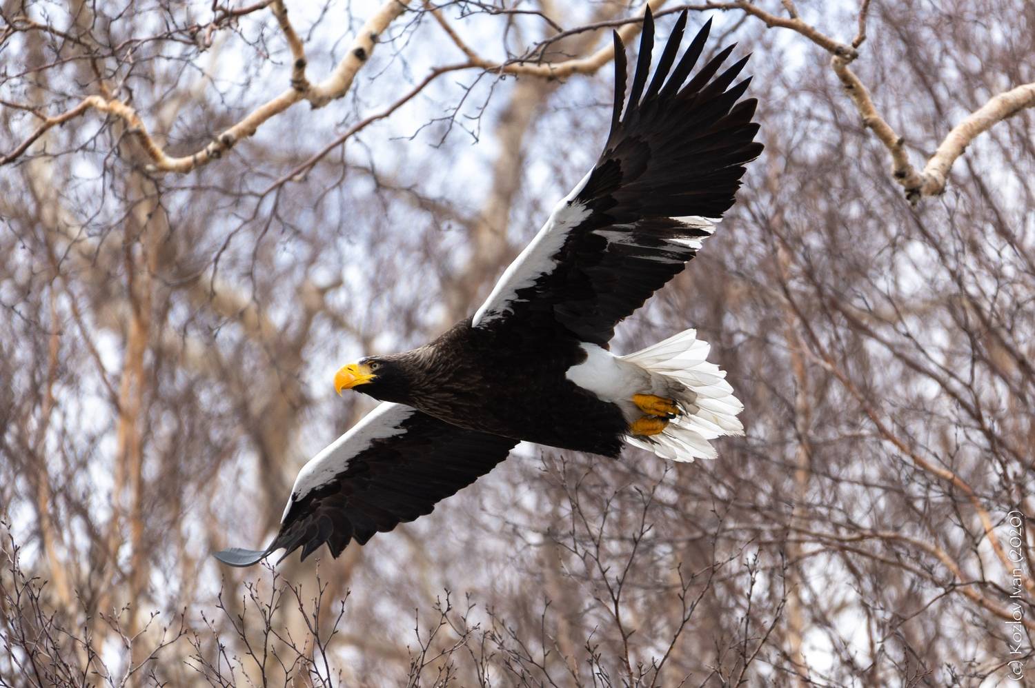 , Козлов Иван