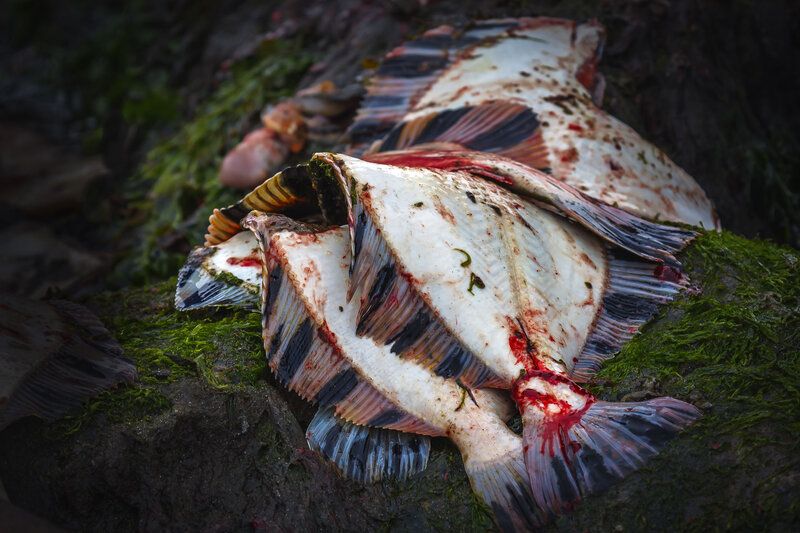 камбала, рыба  фото превью