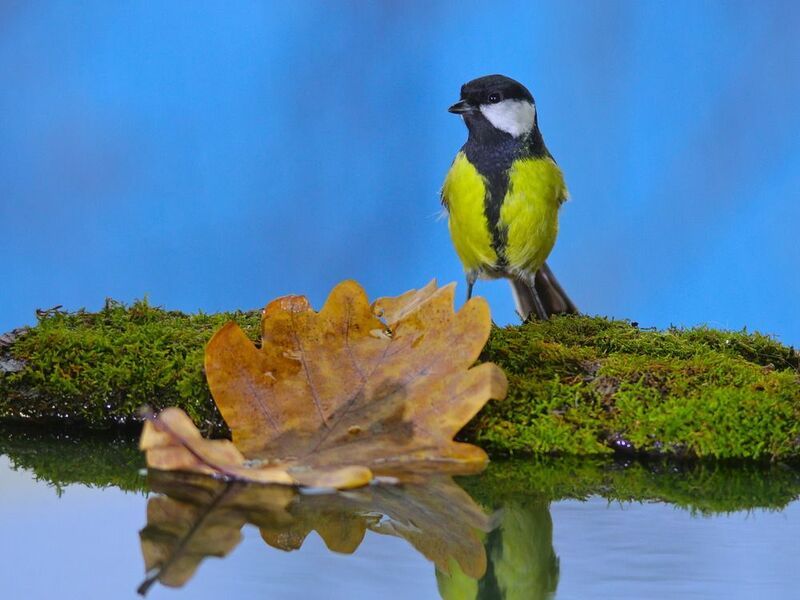 большая синица, parus major, На причале фото превью