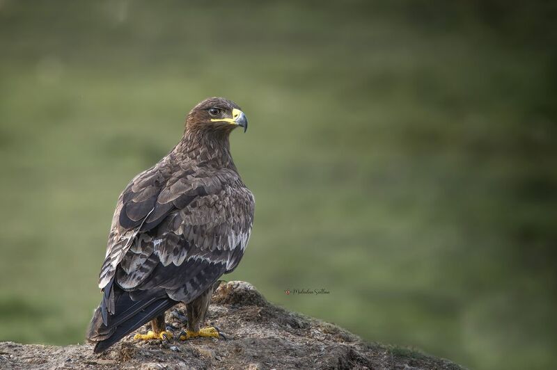 фотоохота, птица, орёл, осень, птицы, дагестан, степной орёл Степные орлы Дагестана. фото превью