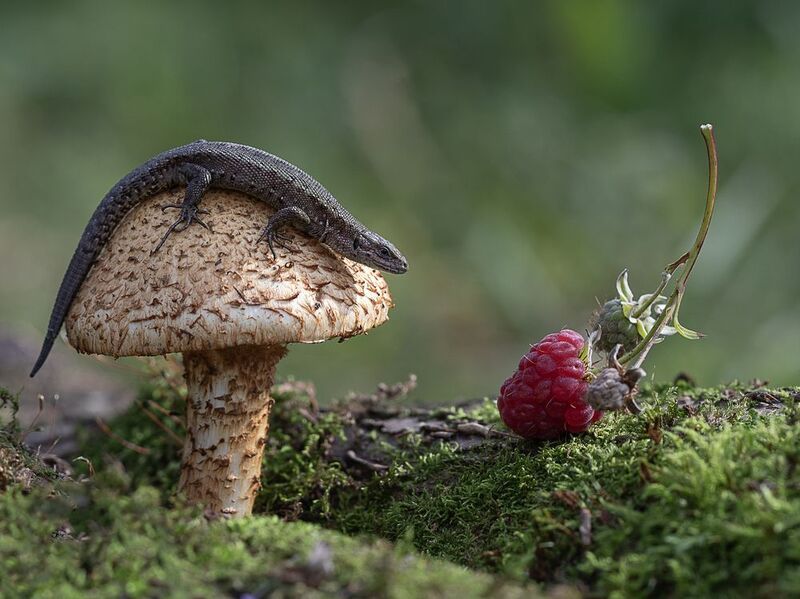 Ягода малина нас к себе манила:) фото превью