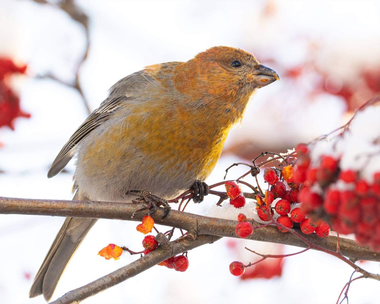 щур, рябина, птицы, Ruslan Pl