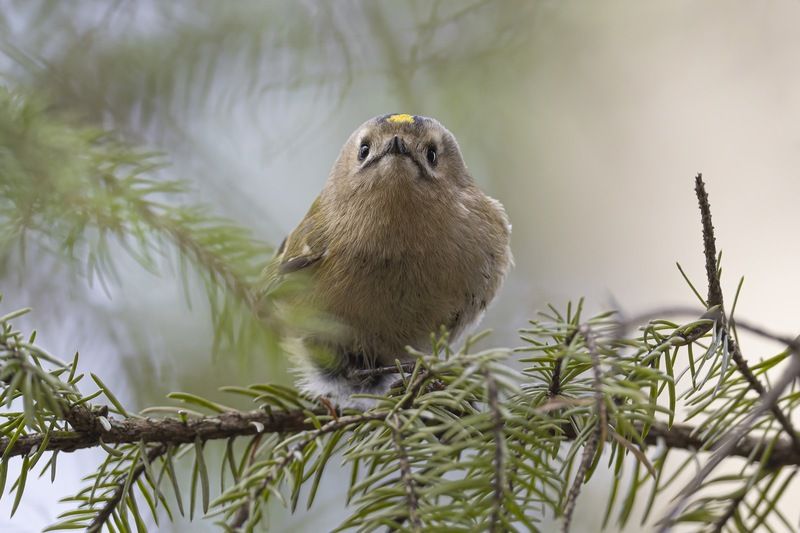 желтоголовый королек, королек, птицы Желтоголовый королек фото превью