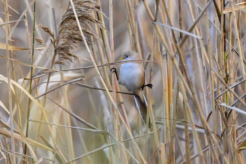 Жан-Клода Ван Дамм фото превью