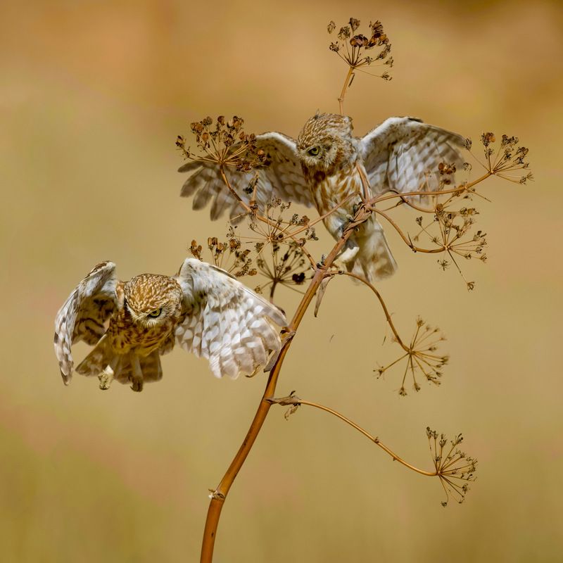 Little owls  фото превью
