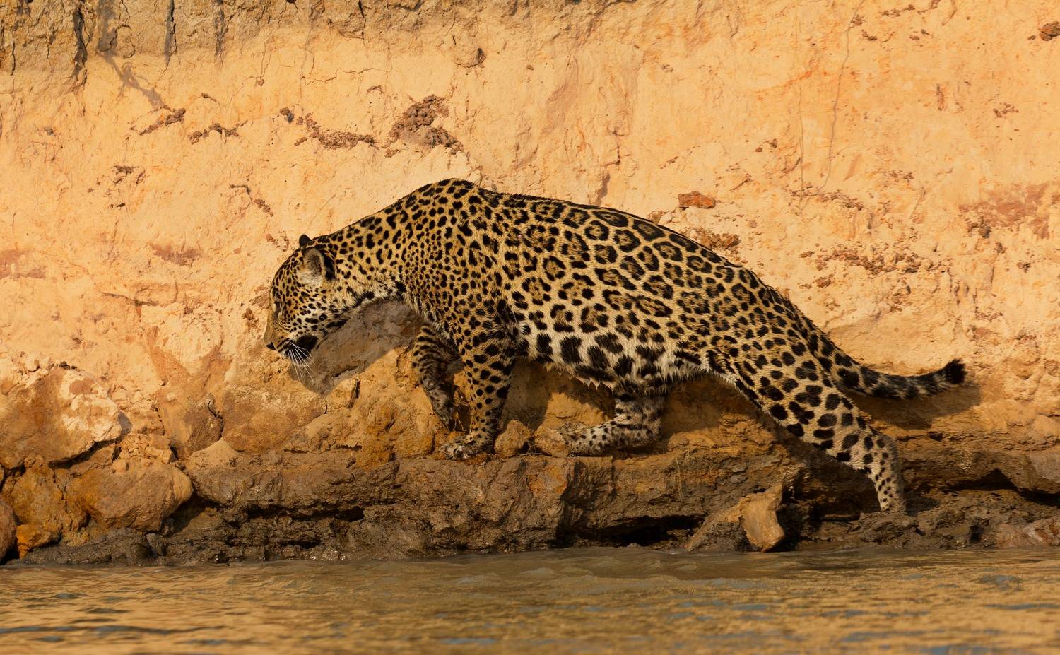 , Игорь Щербаков