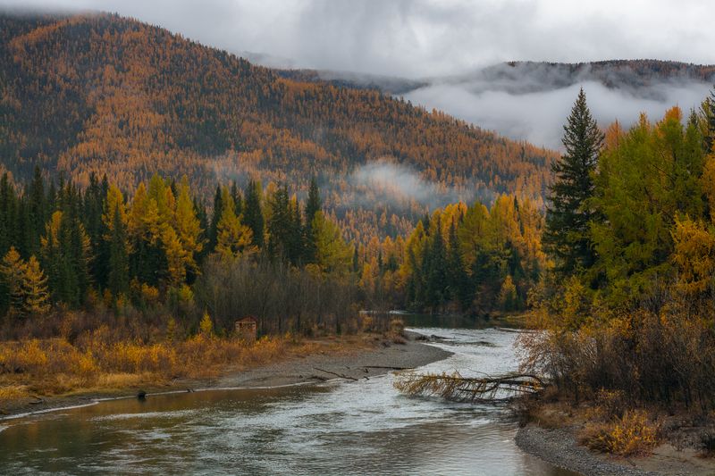 россия, горный алтай, река,осень, утро, туман Утро (после дождя) фото превью