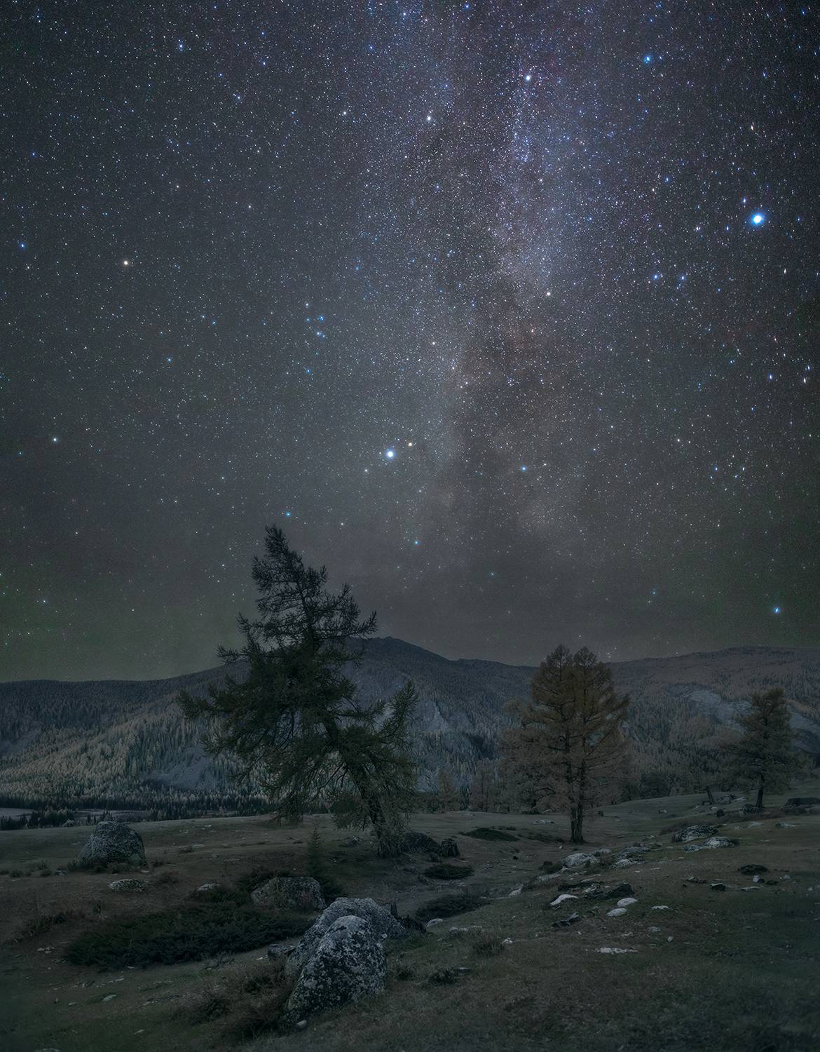 алтай, ночь, млечный путь, лиственницы, горы, Сергей Буторин