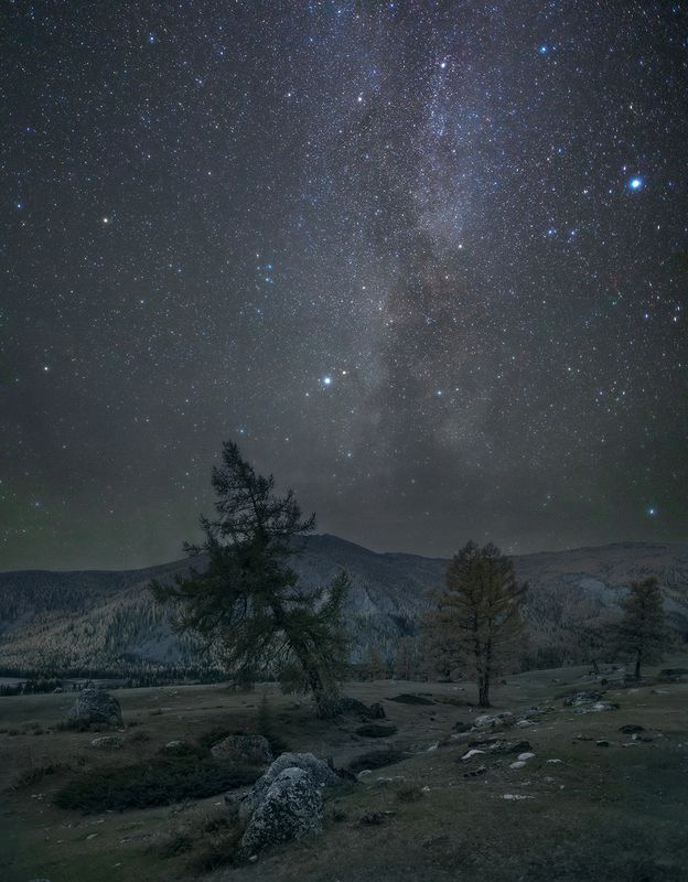 алтай, ночь, млечный путь, лиственницы, горы Тайны ночного Алтая. фото превью