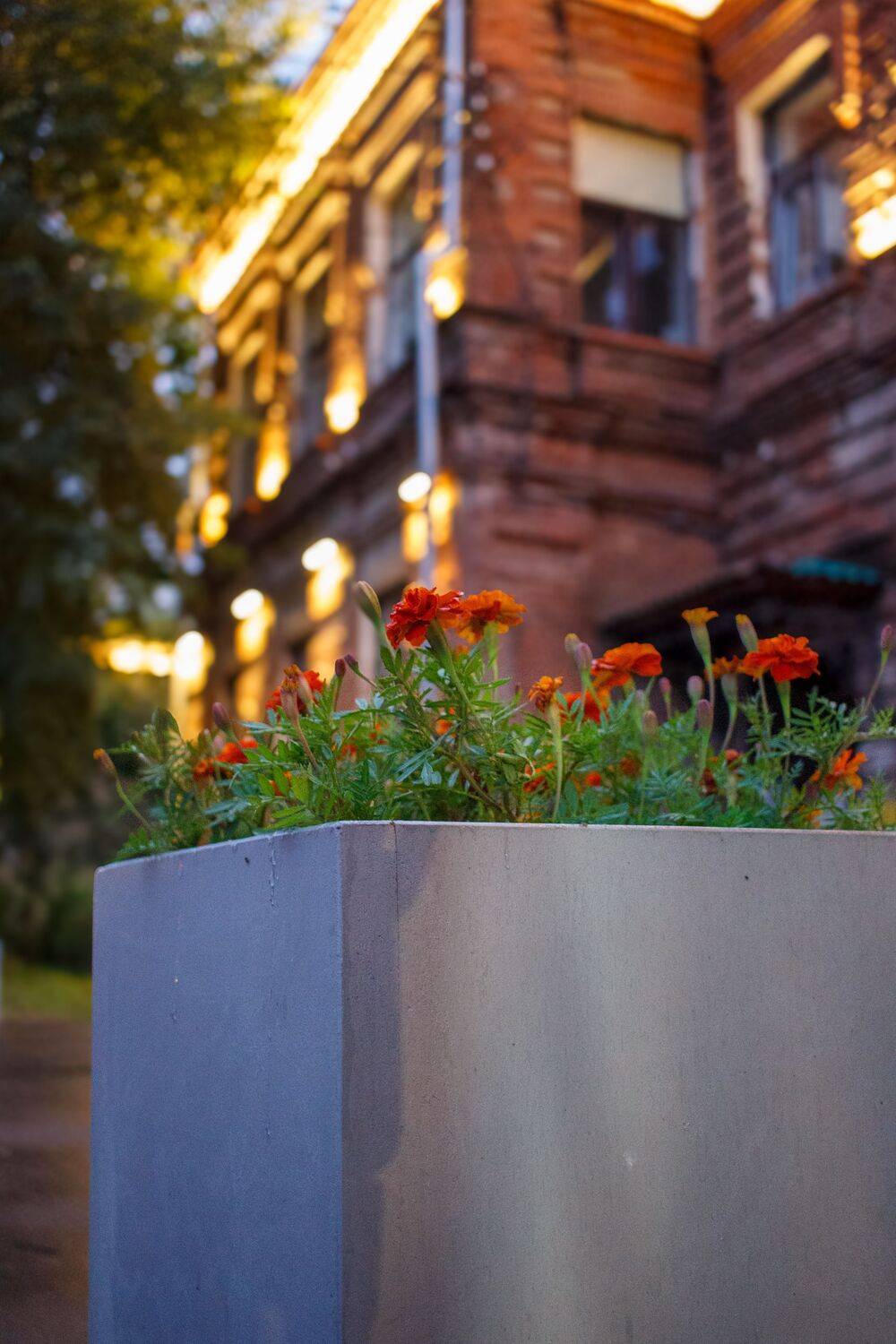 , Сахар Александр