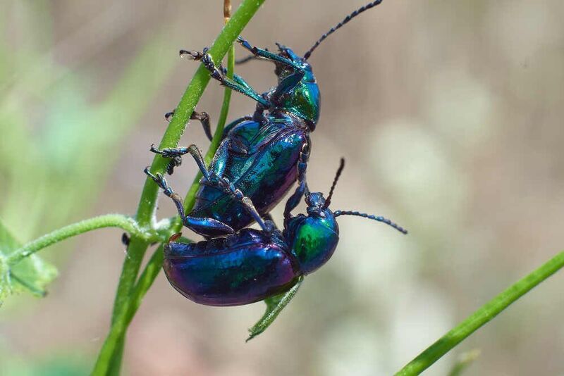 Азиатский листоед фото превью