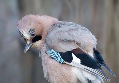 Смотри как могу!