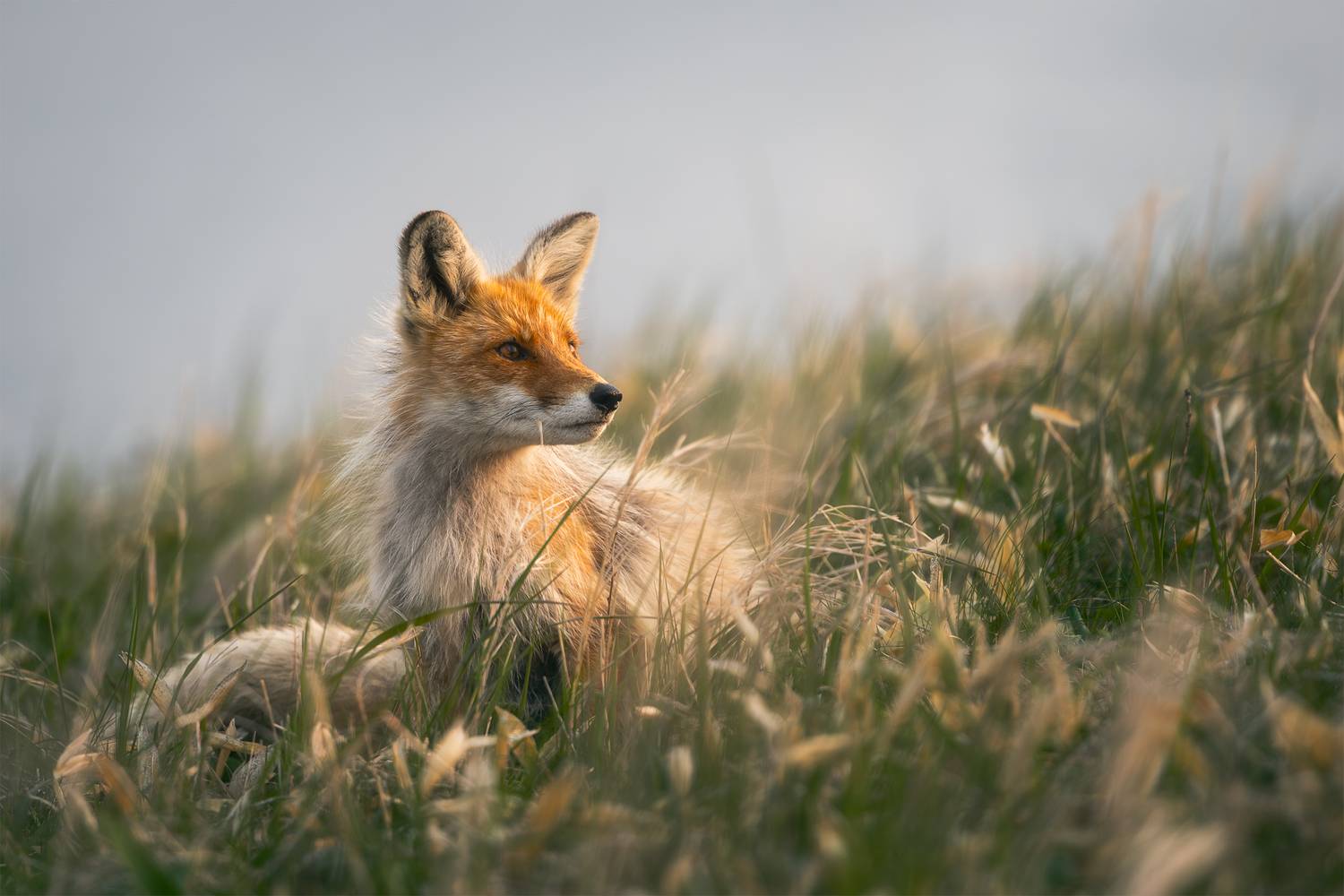 шикотан, сахалин, сахалинская область, курилы, курильские острова, kuril islands, far east, дальний восток, охотское море, южные курилы, shikotan, лиса, лисы, Телешов Александр