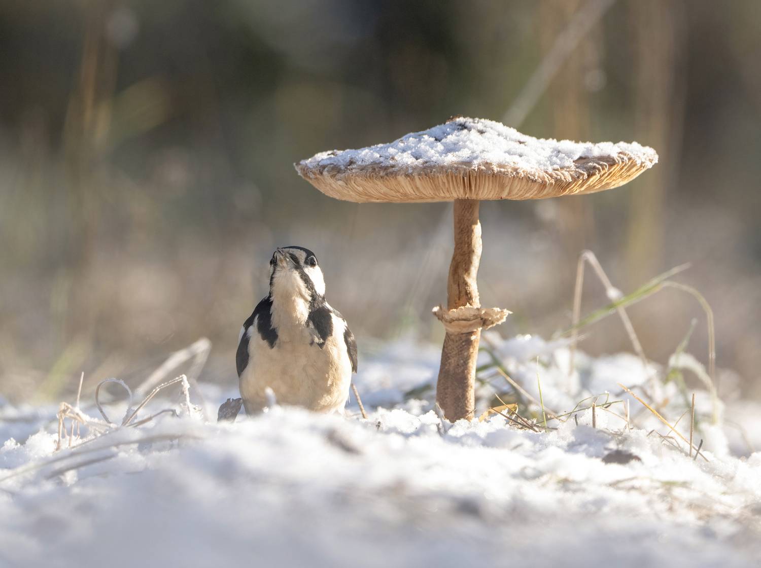 птицы,природа, осень, Андрей Киселёв