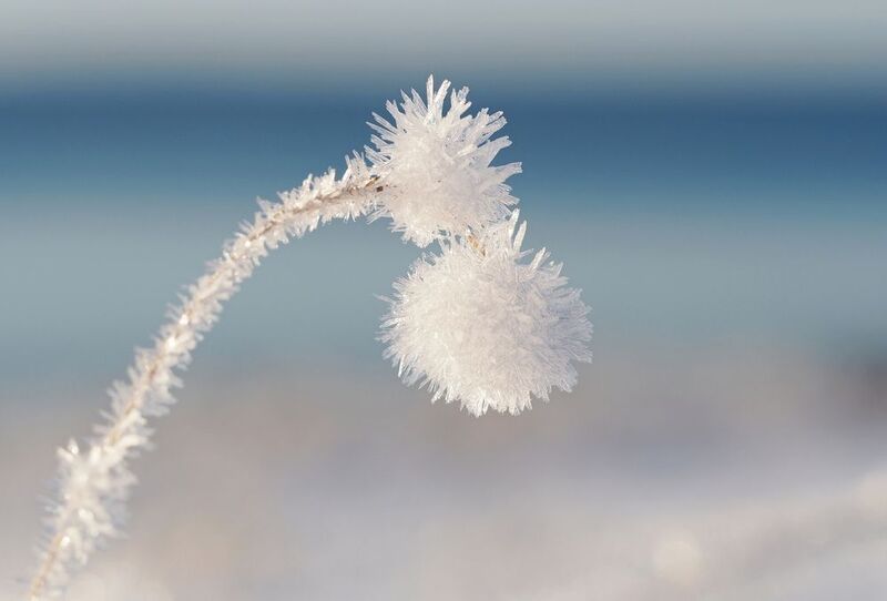 Зимние колючки фото превью