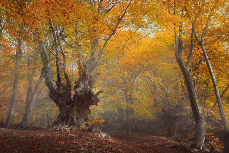 Крымская осень фото превью