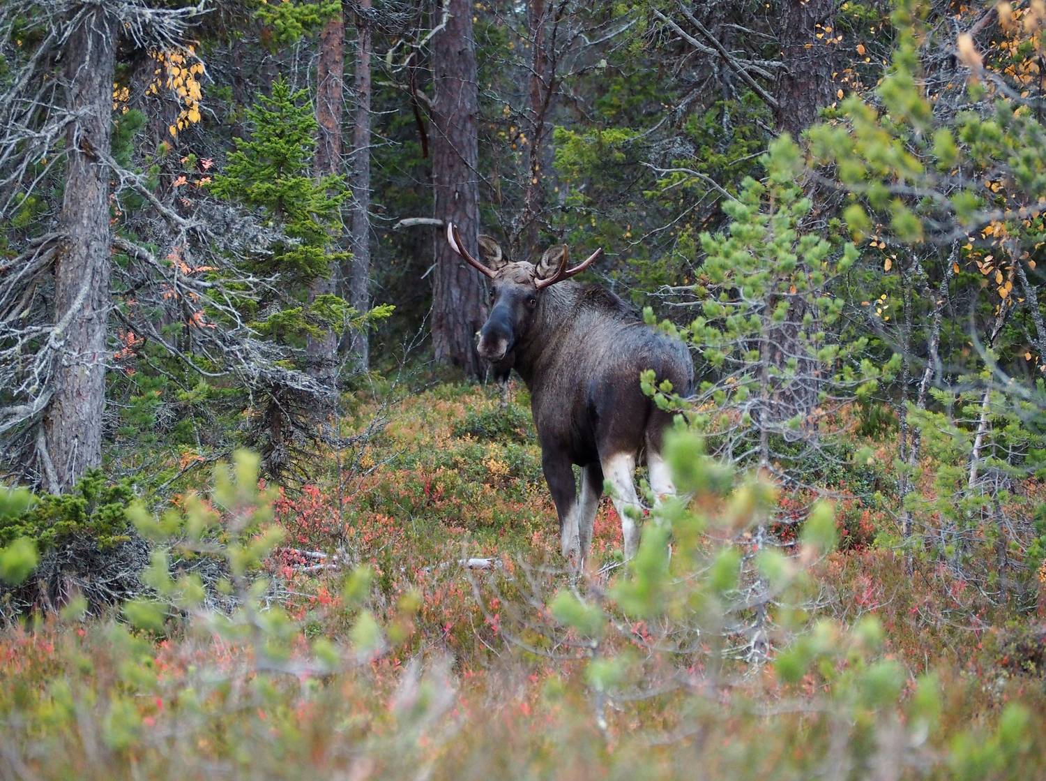 , Евгений Яковлев
