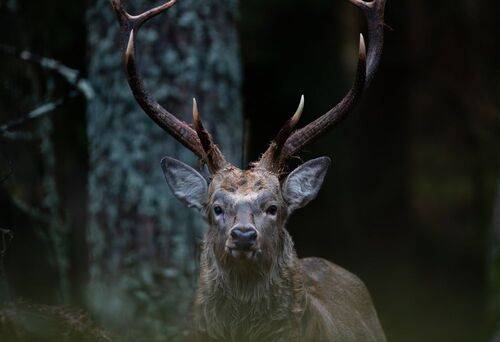 Лорд густого леса