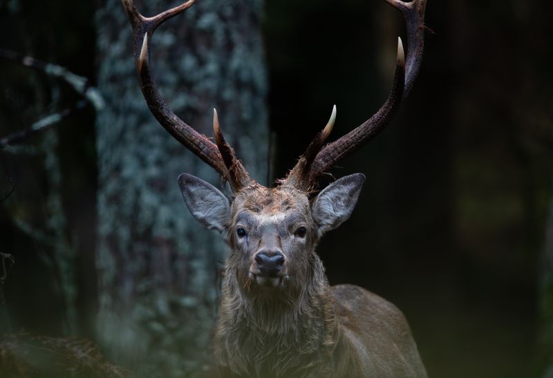 олень, пятнистый олень, олень, гон, осень, беларусь, belarus, deer, wildlife, forest, nature, дикие животные, Лорд густого леса фото превью