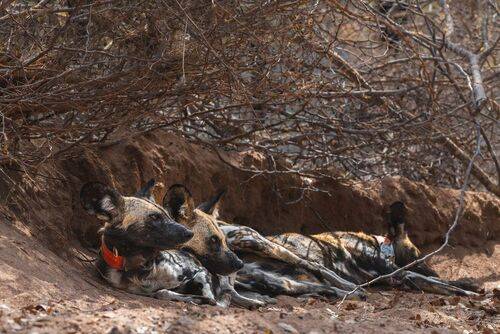 Опасные ребята.