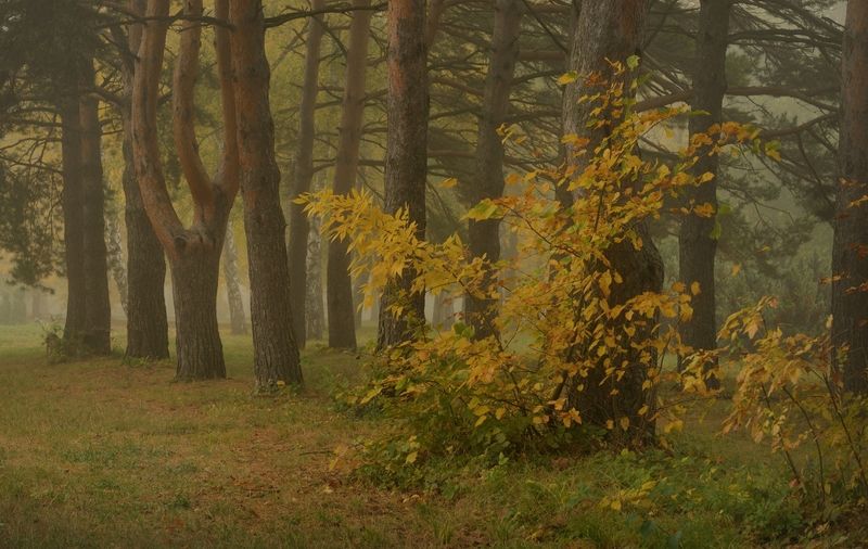 осень листва утро лес туман Осеннее утро фото превью
