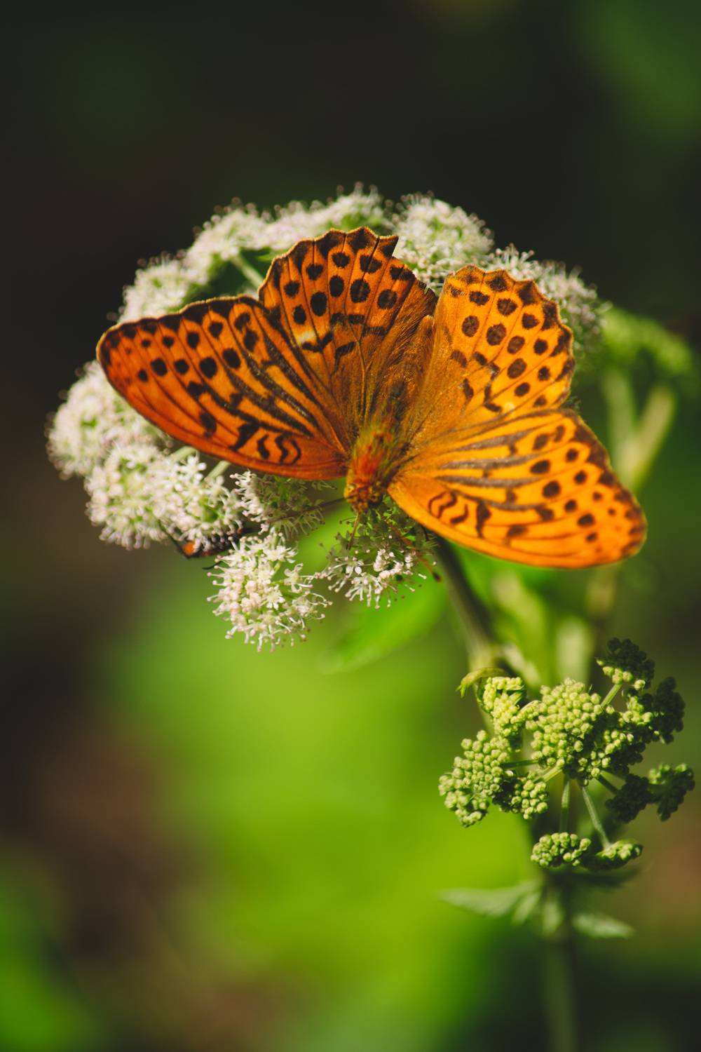 , Ольга Таланцева