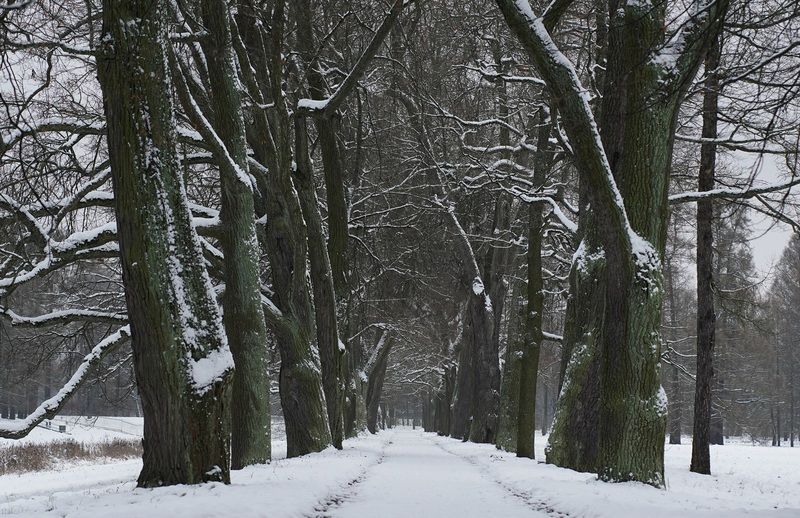 Oak alley фото превью