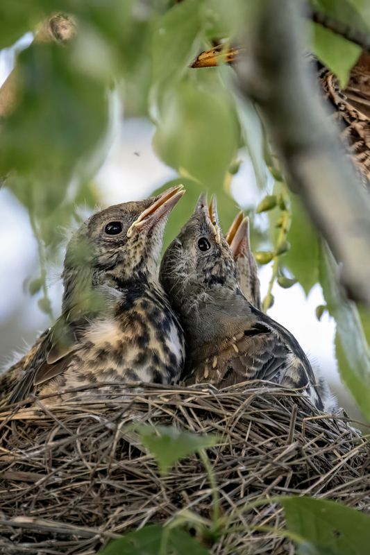птенцы, птицы Птенцы фото превью