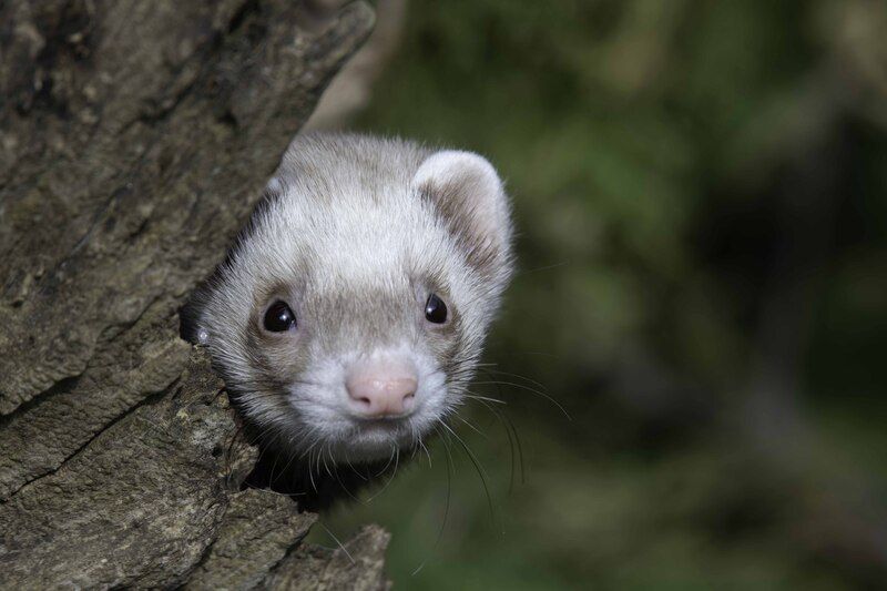 Ferret фото превью