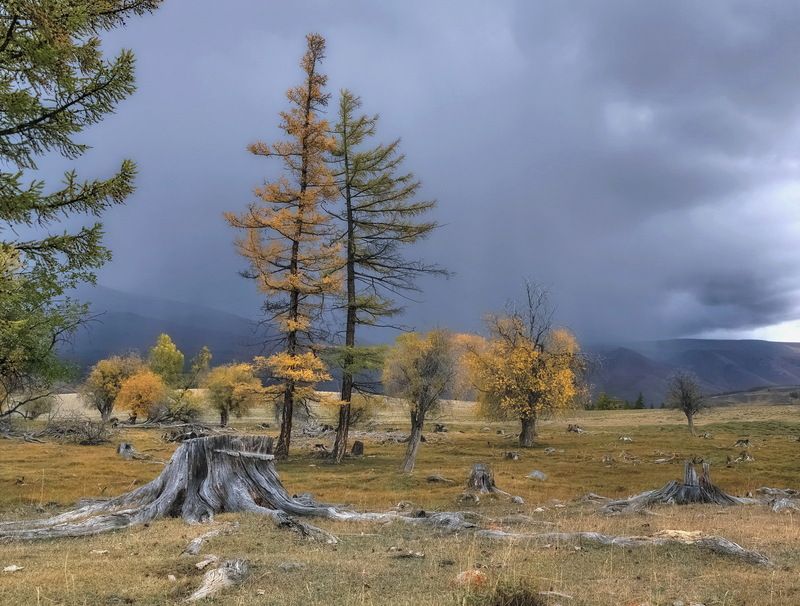 алтай, осень, непогода Осенний хоровод фото превью